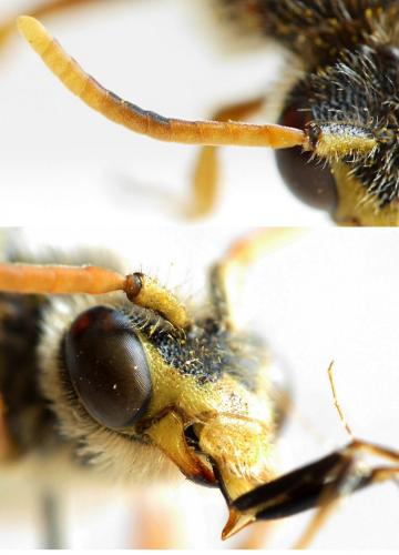 Nomada bifasciata